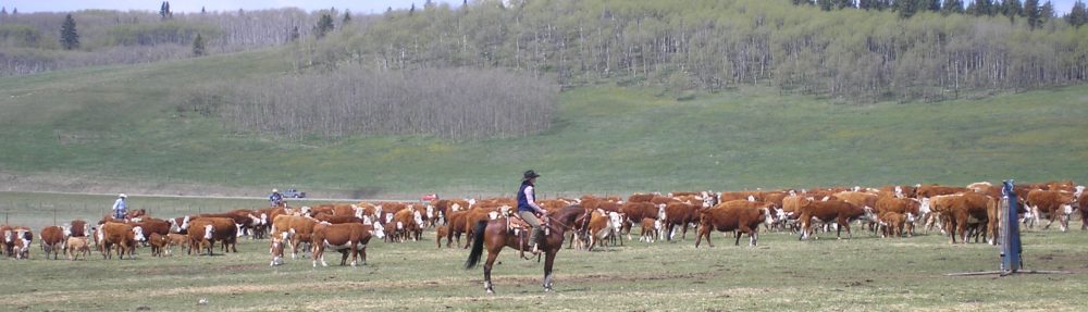 Morrowmade Saddles